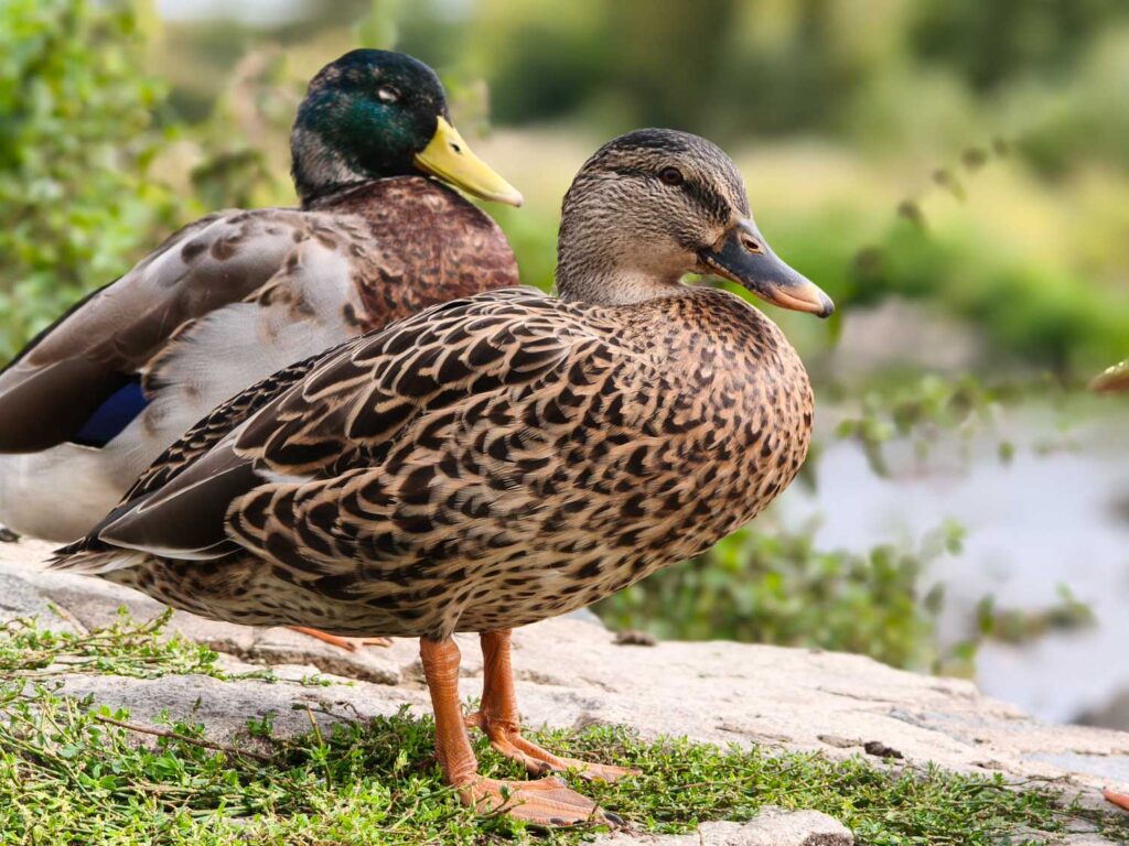 Xiaomi 15T Pro - recenze - kachna