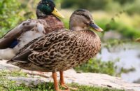 Xiaomi 15T Pro - recenze - kachna