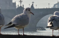 Recenze Xiaomi Redmi Note 14 Pro+ 5G - ptáci na Vltavě