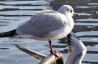 Recenze Xiaomi Redmi Note 14 Pro+ 5G - ptáci na Vltavě