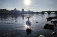 Recenze Xiaomi Redmi Note 14 Pro+ 5G - labuť na Vltavě