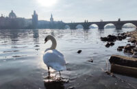 Recenze Xiaomi Redmi Note 14 Pro+ 5G - labuť na Vltavě