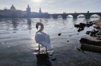 Recenze Xiaomi Redmi Note 14 Pro+ 5G - labuť na Vltavě