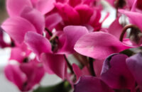 Recenze Xiaomi Redmi Note 14 Pro+ 5G - detail květiny