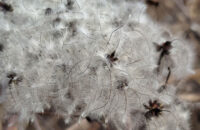 Recenze Xiaomi Redmi Note 14 Pro+ 5G - detaily květiny