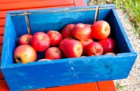 Recenze Xiaomi Redmi Note 14 Pro+ 5G - jablka