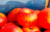 Recenze Xiaomi Redmi Note 14 Pro+ 5G - jablka