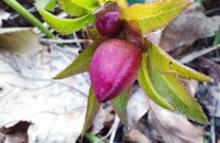 Recenze Xiaomi Redmi Note 14 Pro+ 5G - Makro