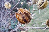 Recenze Xiaomi Redmi Note 14 Pro+ 5G - Makro