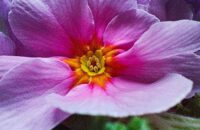 Recenze Xiaomi Redmi Note 14 Pro+ 5G - Makro