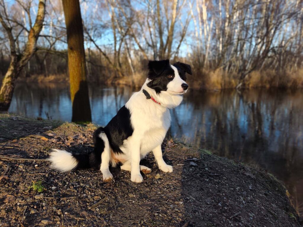 Xiaomi Redmi Note 15 Pro+ 5G - recenze - pes