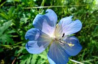 Xiaomi Redmi Note 13 5G - recenze