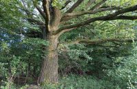 Xiaomi Redmi Note 13 5G - recenze