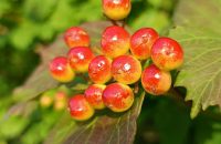 Xiaomi Redmi Note 13 5G - recenze