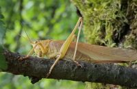 Xiaomi Redmi Note 13 5G - recenze