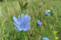 Xiaomi Redmi Note 13 5G - recenze