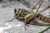 Xiaomi Redmi Note 13 5G - recenze