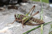 Xiaomi Redmi Note 13 5G - recenze