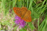 Xiaomi Redmi Note 13 5G - recenze