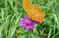 Xiaomi Redmi Note 13 5G - recenze