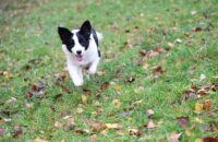 Canon R6 Mark III recenze - psi