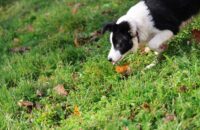 Canon R6 Mark III recenze - psi