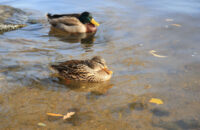 Canon R6 Mark III recenze - kachny