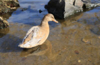 Canon R6 Mark III recenze -kachna