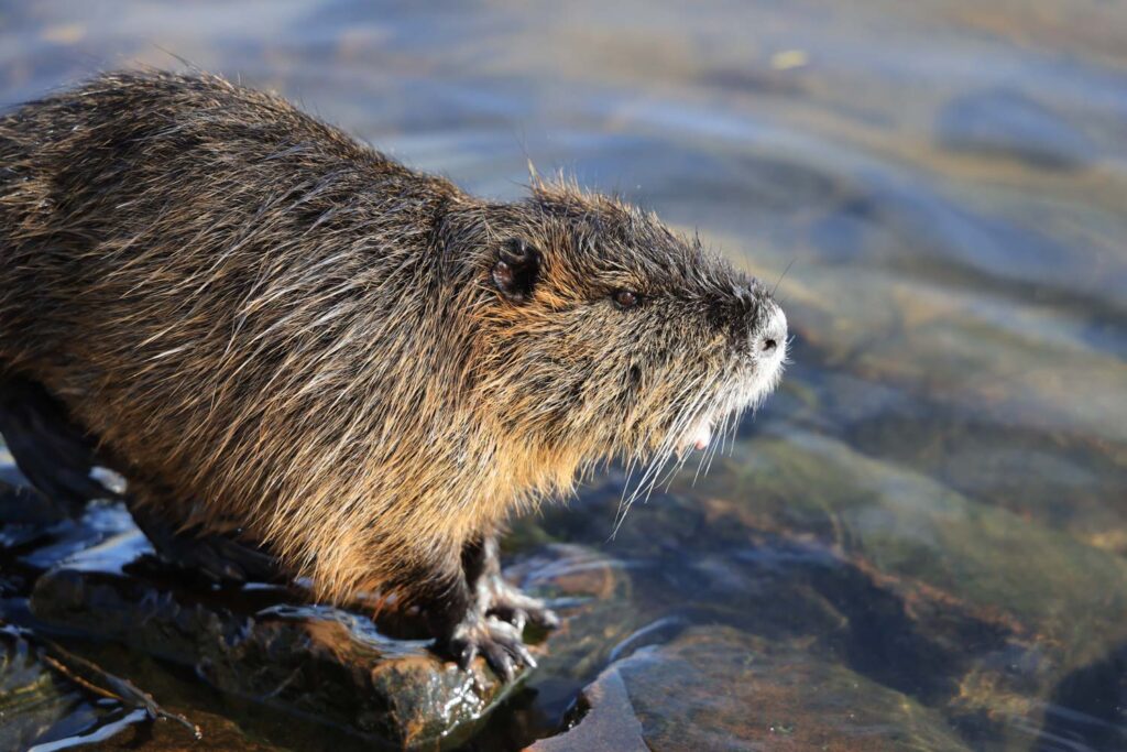 Canon R6 Mark III recenze - nutrie