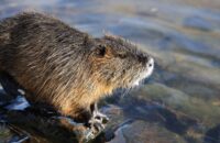 Canon R6 Mark III recenze - nutrie