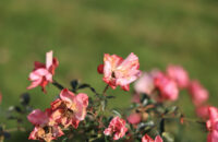 Canon R6 Mark III recenze - květy