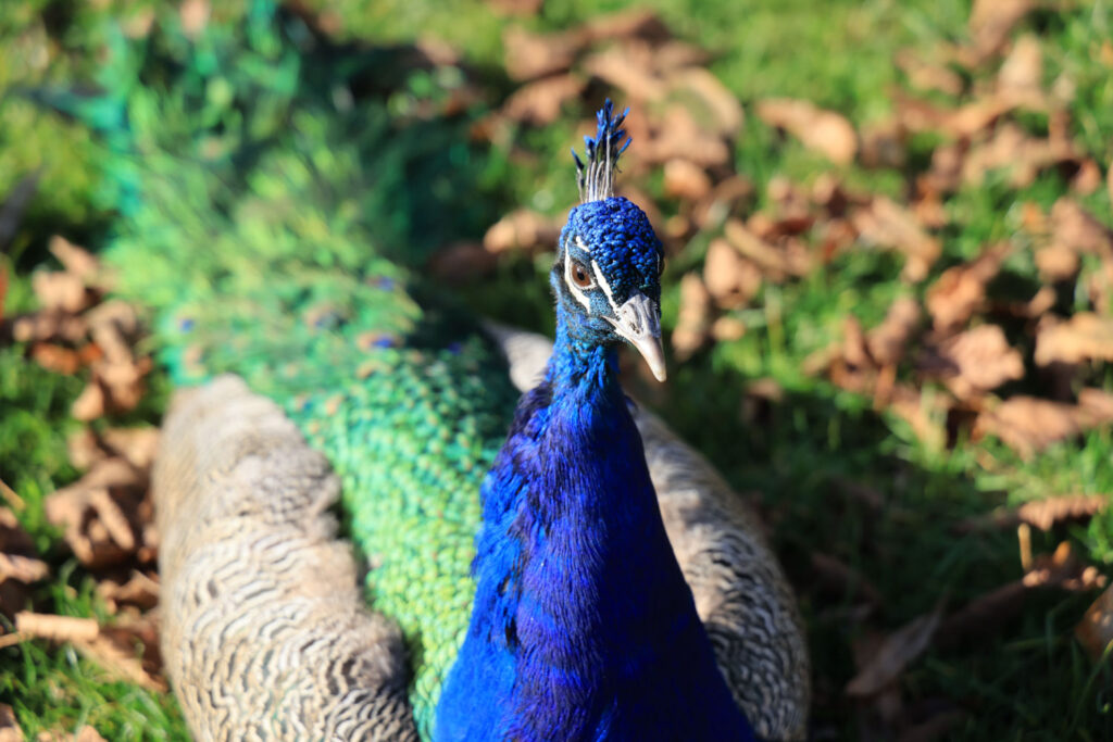 Canon R6 Mark III recenze - páv