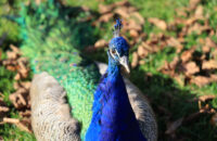 Canon R6 Mark III recenze - páv