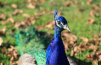 Canon R6 Mark III recenze - páv