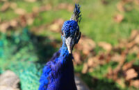 Canon R6 Mark III recenze - páv