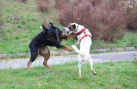 Canon R6 Mark III recenze - psi