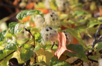 Canon R6 Mark III recenze - listí