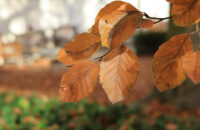 Canon R6 Mark III recenze - listí