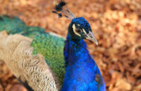 Canon R6 Mark III recenze - páv