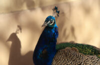 Canon R6 Mark III recenze - páv