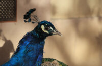 Canon R6 Mark III recenze - páv