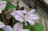 Canon R6 Mark III recenze - květy