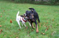 Canon R6 Mark III recenze - psi