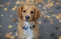 Canon R6 Mark III recenze - pes