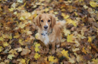 Canon R6 Mark III recenze - pes