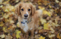 Canon R6 Mark III recenze - pes