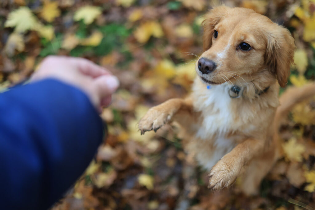 Canon R6 Mark III recenze - pes