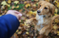 Canon R6 Mark III recenze - pes