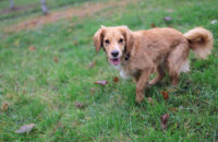 Canon R6 Mark III recenze - pes