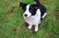 Canon R6 Mark III recenze - pes